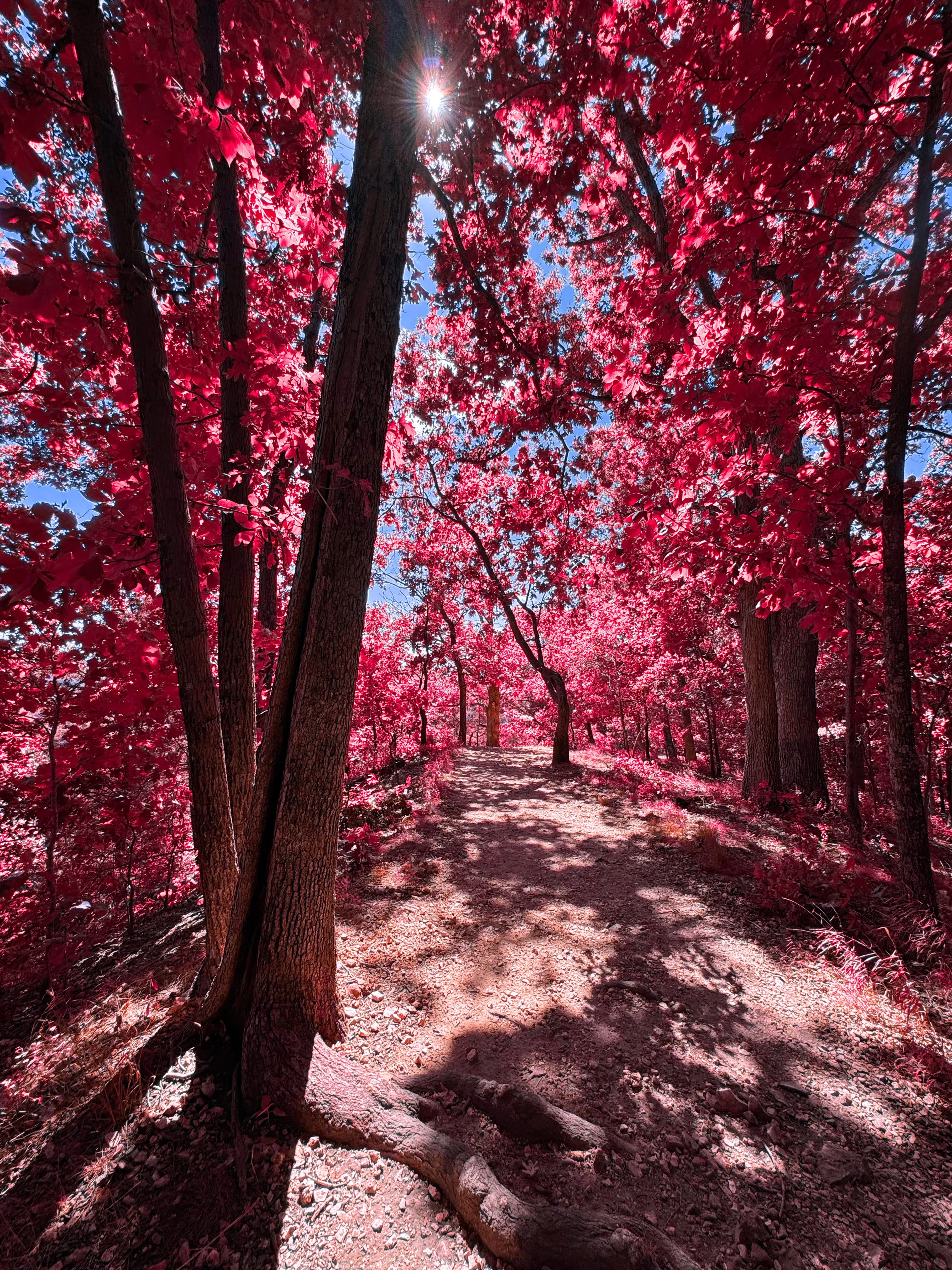 Castlewood tree hunched sun red