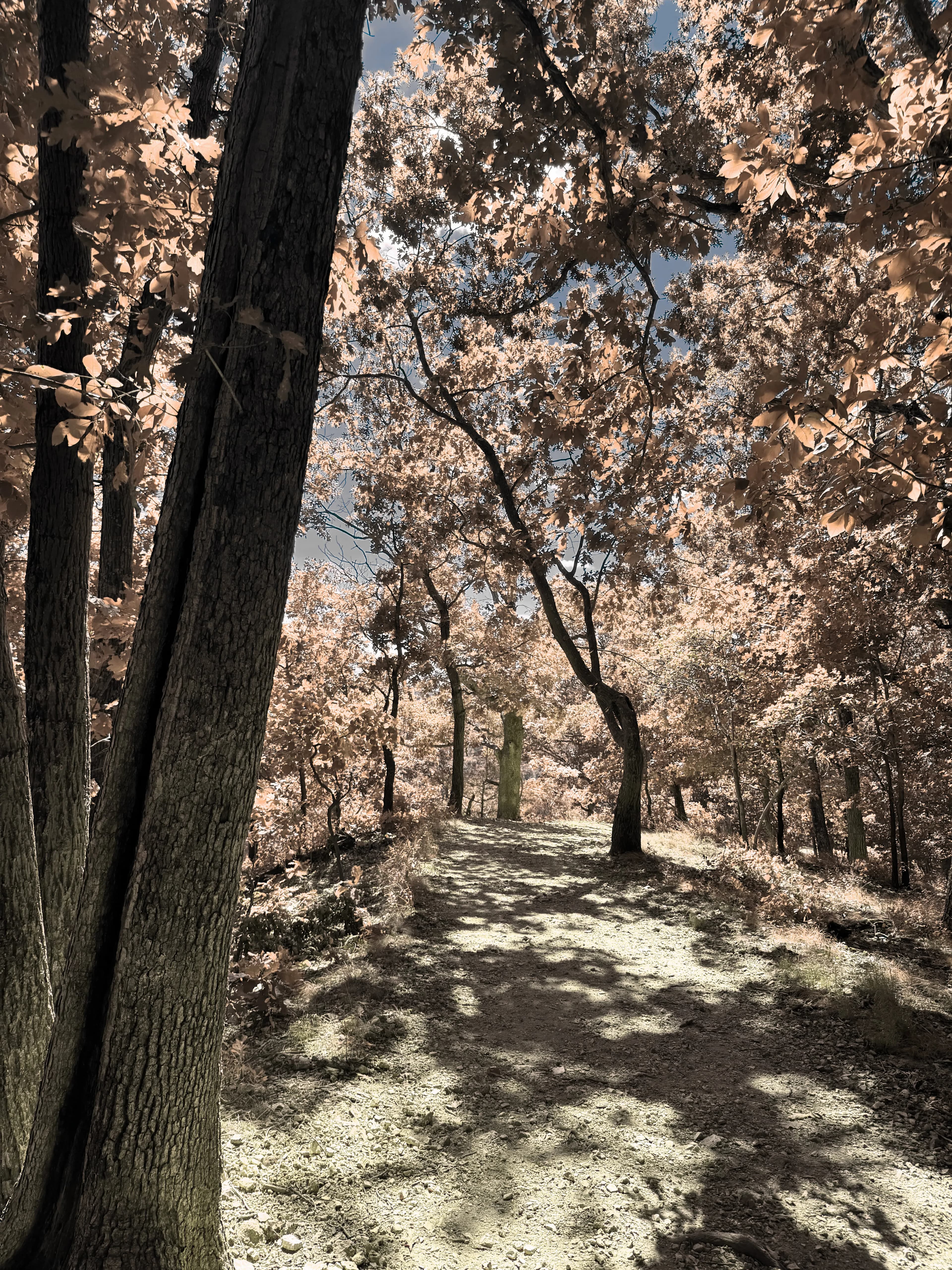 Castlewood tree hunched white