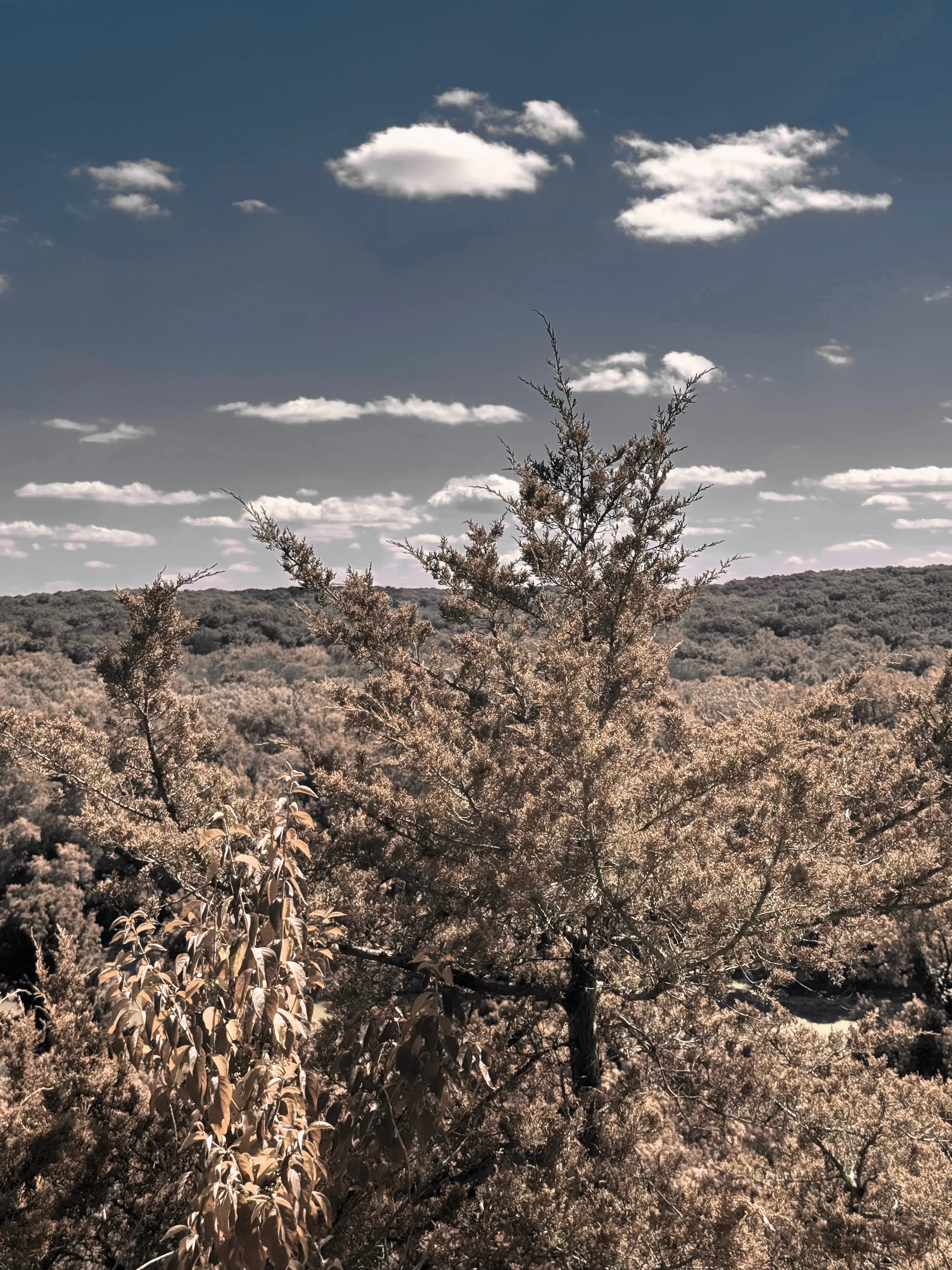 Castlewood tree top white