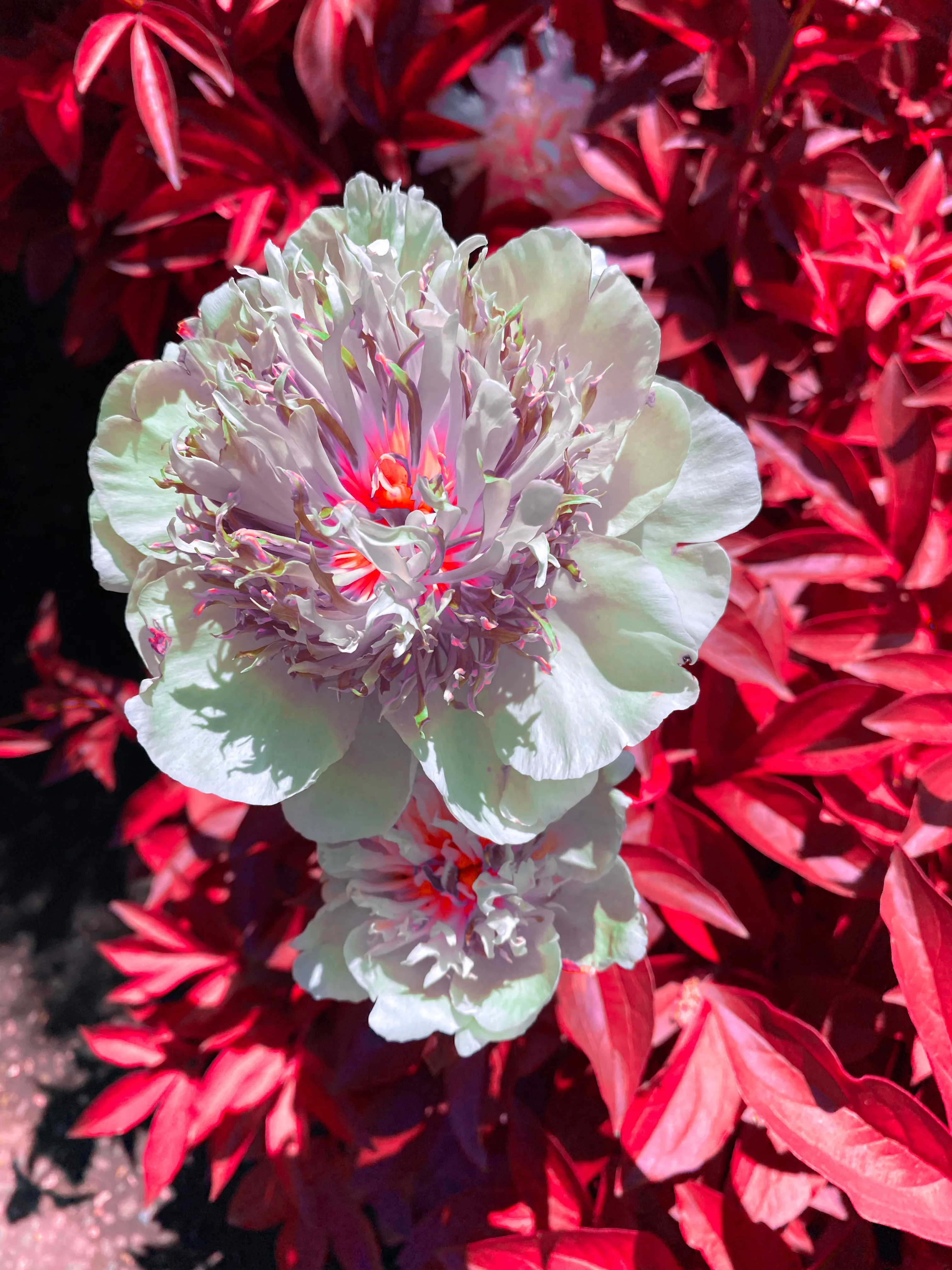 Pink peonies dual red