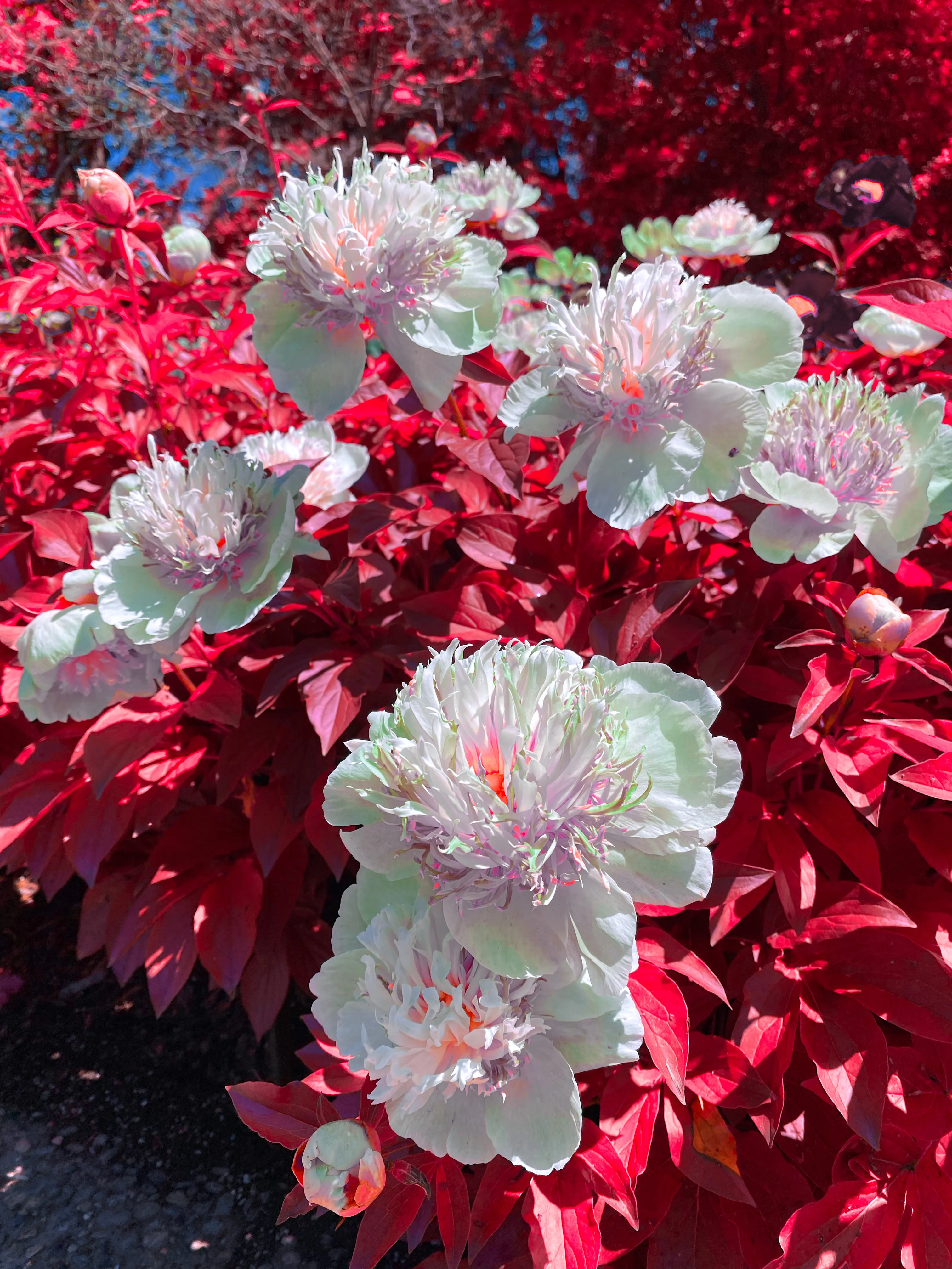 Pink peonies group red