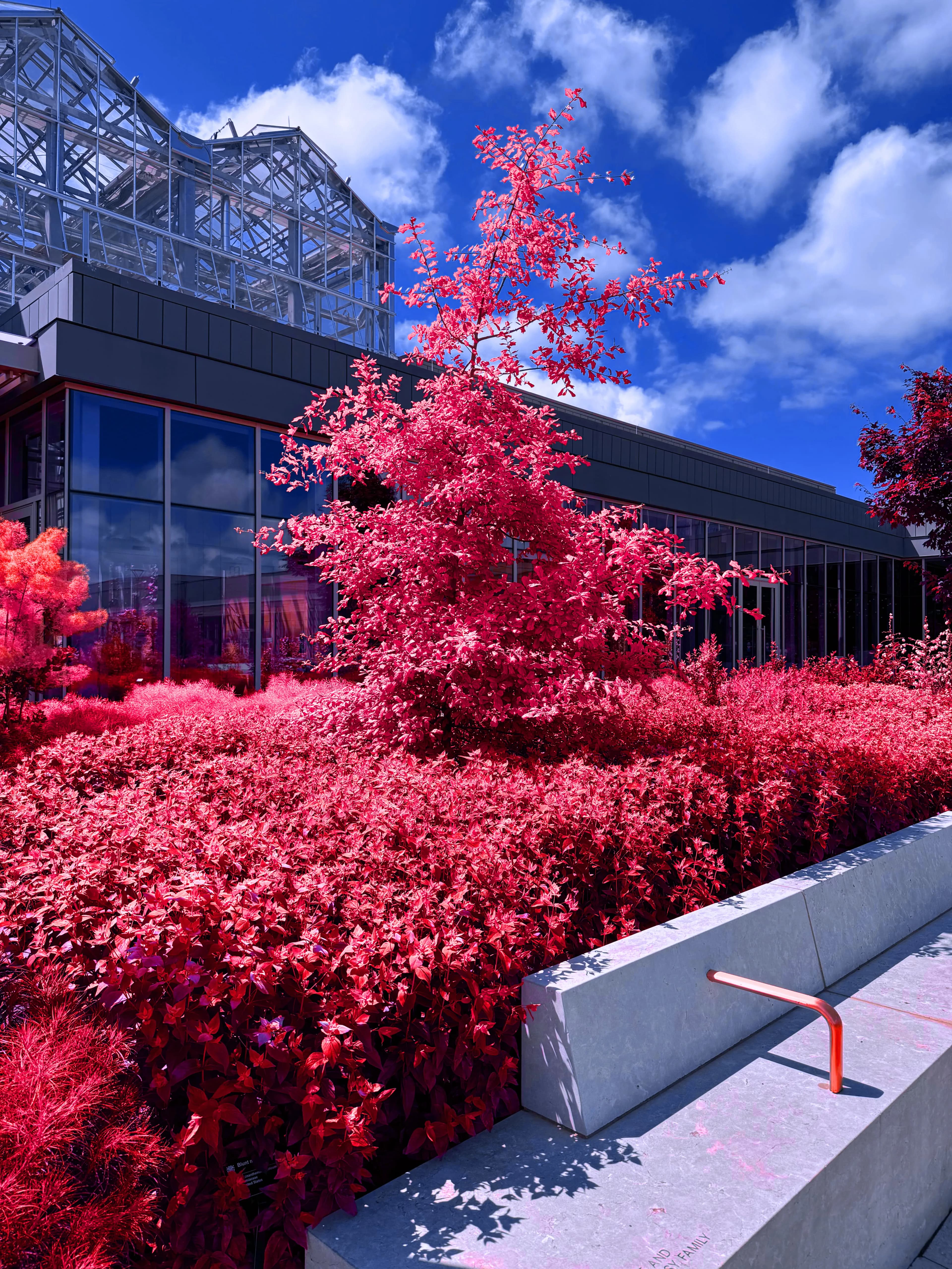 Tree against building red